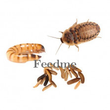 Live Feeder Insects