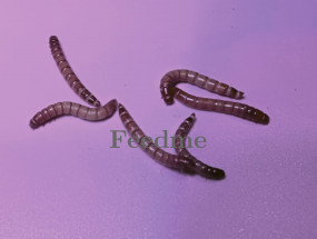 Meal Worms