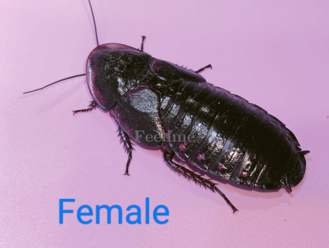 Dubia Roach