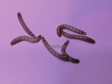 Meal Worms