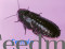 Dubia Roach
