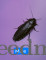 Dubia Roach