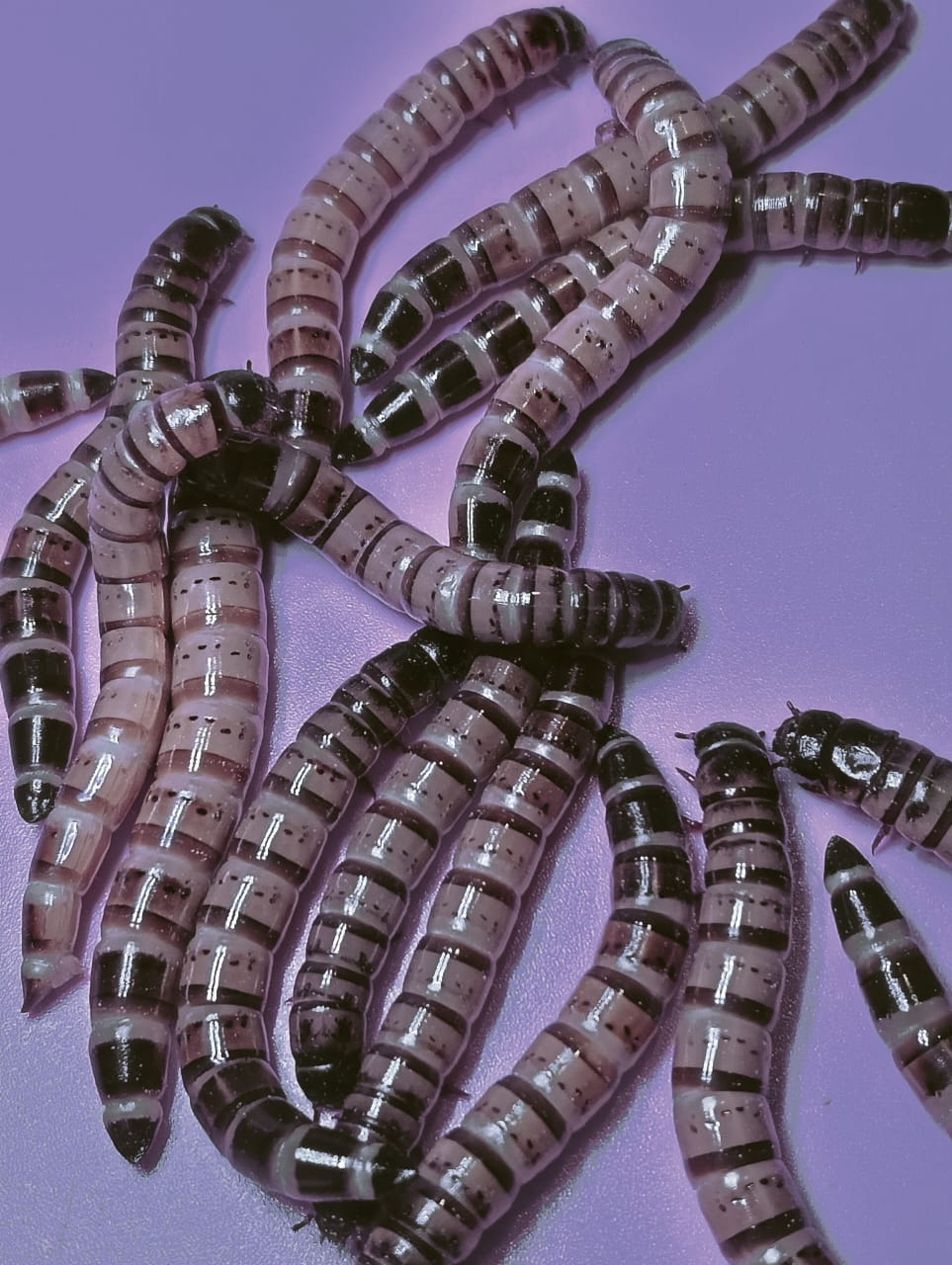Super Worms